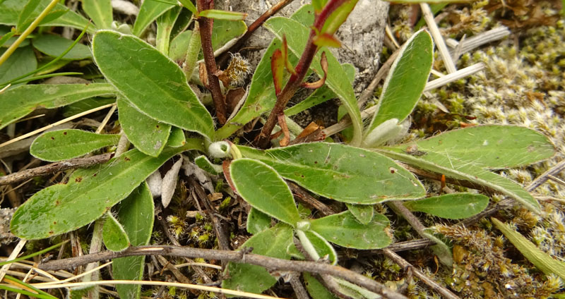 Chamaenerion fleischeri - Onagraceae